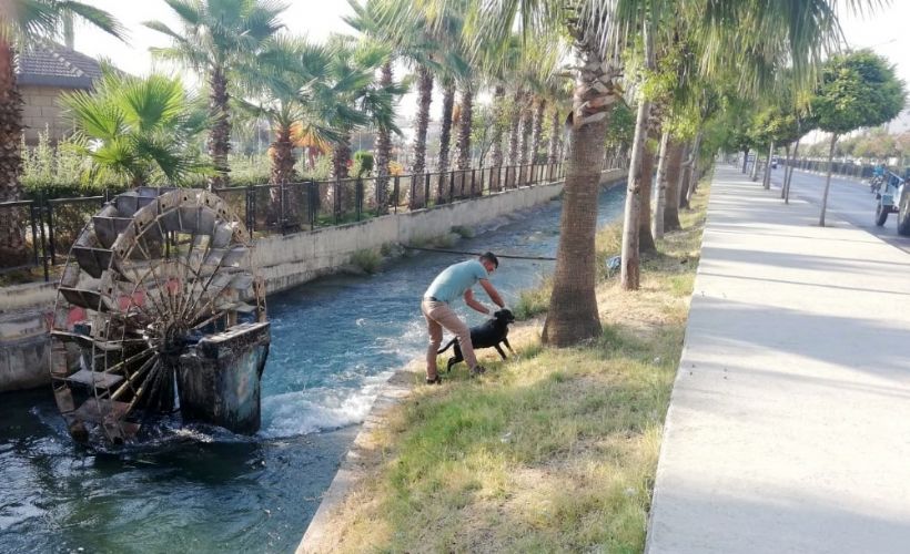 Tarsus ta sulama kanalına düşen köpeği itfaiye kurtardı Timeturk