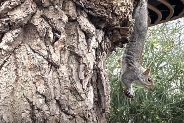 Britain's grey squirrels endure through long-standing controversy