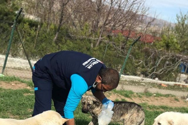 Sincan Belediyesi Sokak Hayvanlarına Sahip çıkıyor - Timeturk