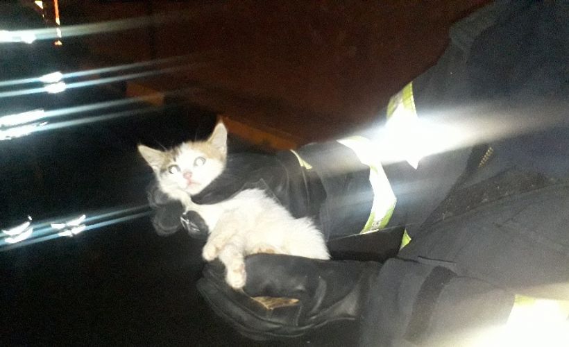 Logara düşen yavru kedi uzun uğraşlar sonucunda kurtarıldı Timeturk Haber