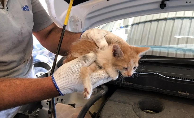 Elazığ�da aracın far kısmına girip sıkışan yavru kedi kurtarıldı