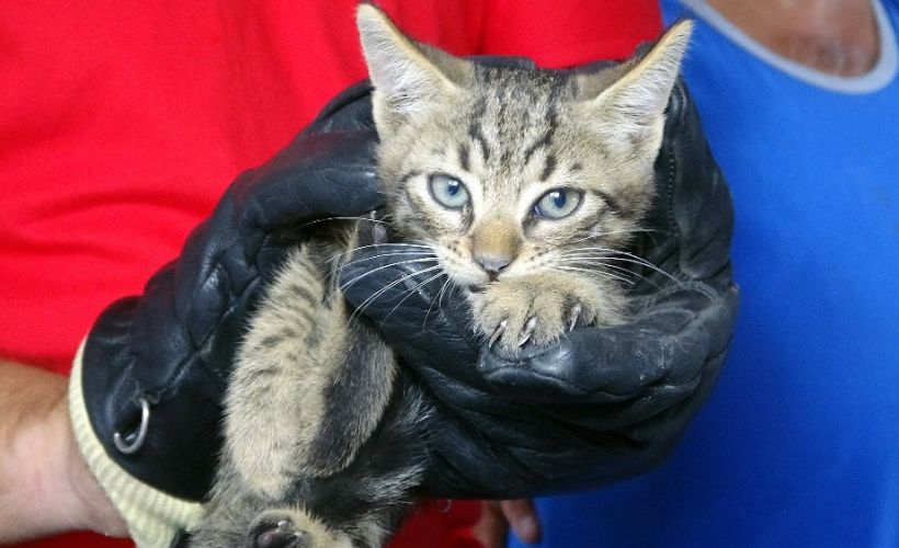 Havalandırma boşluğunda 3 gün mahsur kalan yavru kedi kurtarıldı
