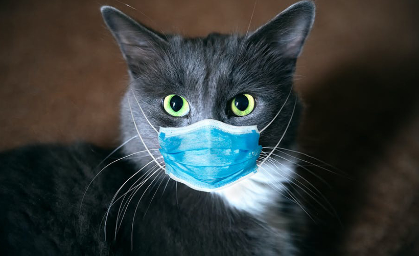 �Kedi virüs bulaştırıyor� açıklaması tedirgin etti Timeturk Haber