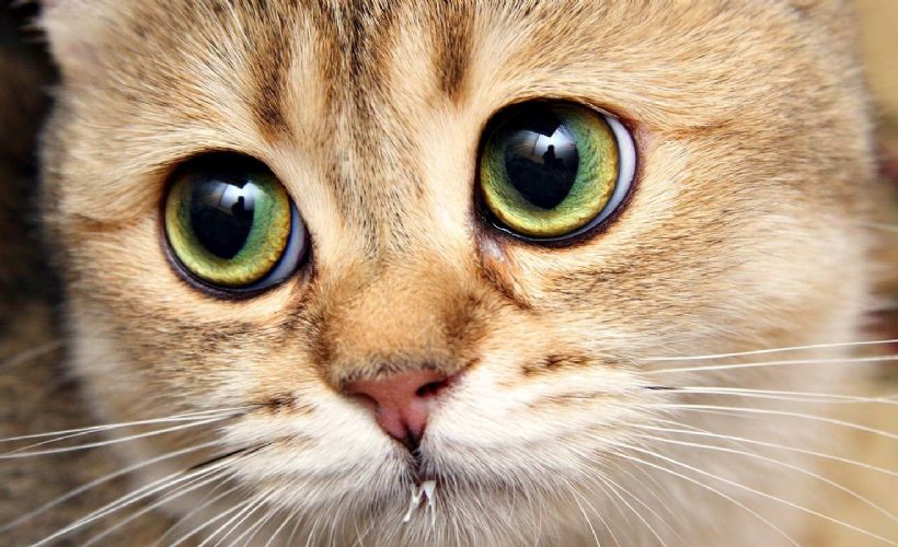 Kedilerin otizmli çocuklar üzerinde olumlu etkisine rastlandı