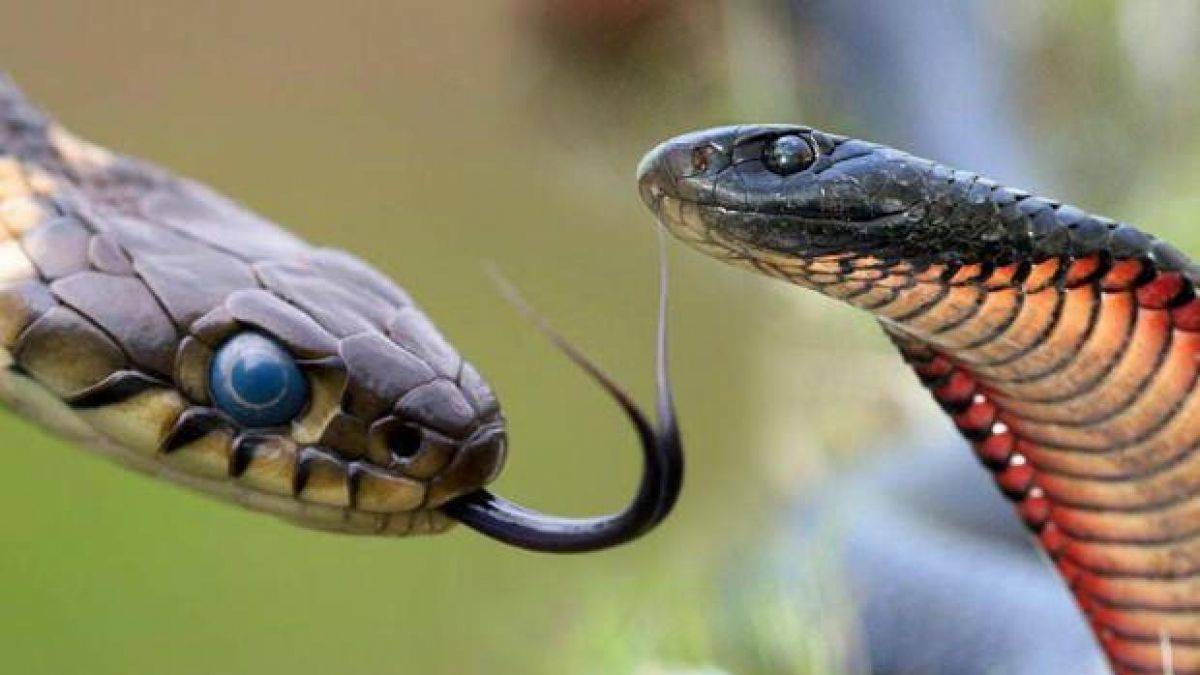 Rüyada yılan görmek ne anlama gelmektedir? - Timeturk Haber