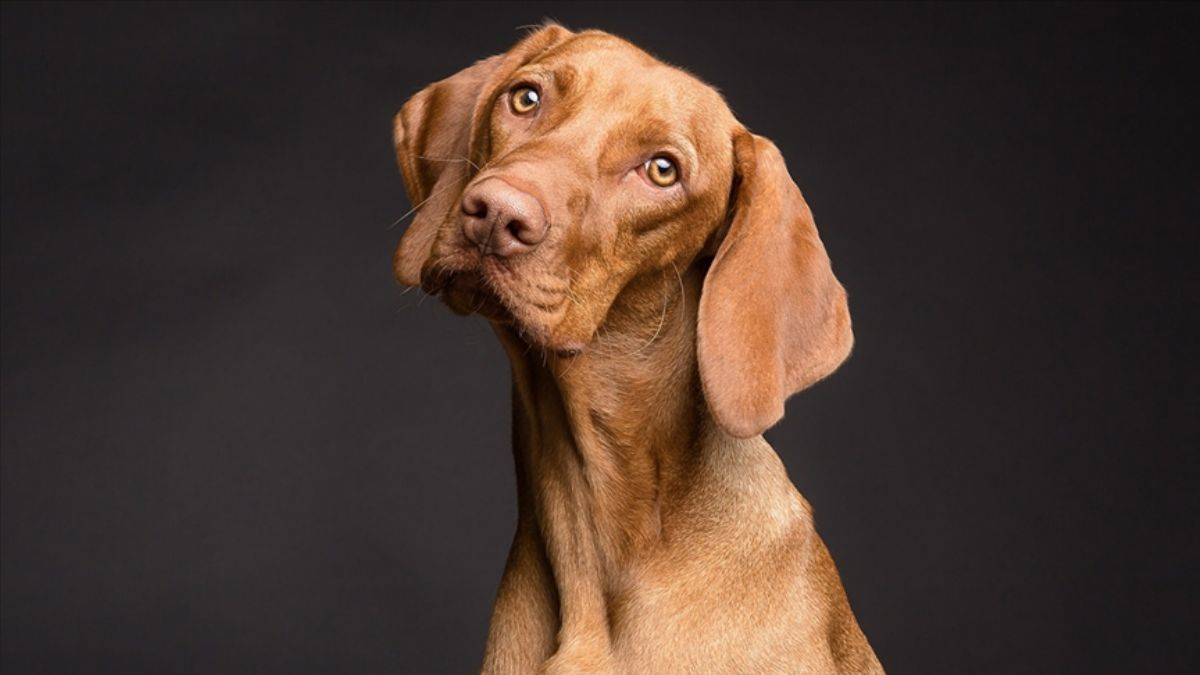 İl Tarım ve Orman Müdürlüğü'nde kedi ve köpek çipi ne kadara takılıyor?