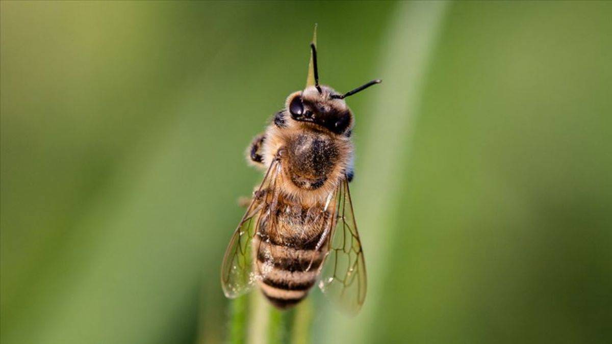 Bal arıları akciğer kanserini 'koklayabilir'