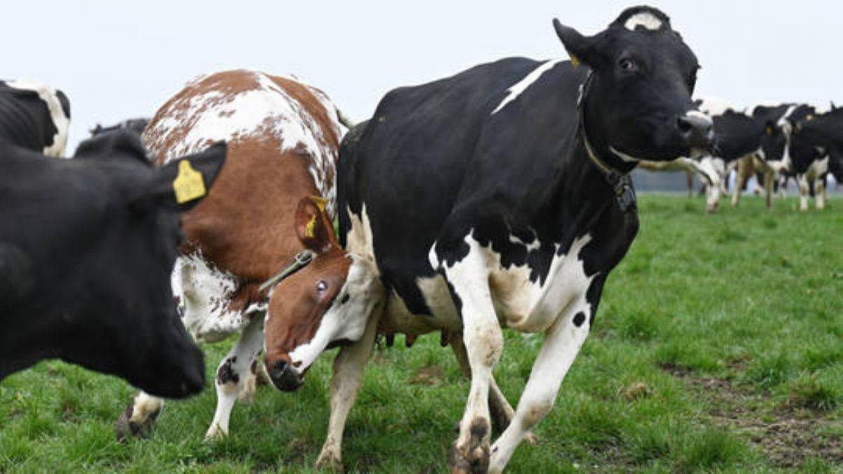 Danimarka'dan ineklere gaz çıkarıyor, havayı kirletiyor vergisi