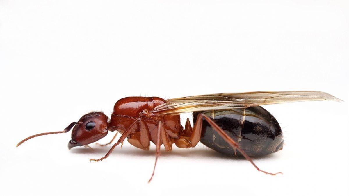 Karıncalar yaralı arkadaşlarına ampütasyon yaparak kurtarıyor