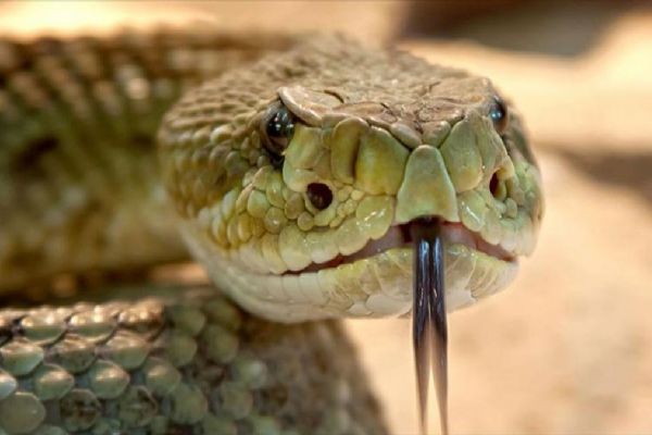 Hindistan'da ilginç inanış! Zehirli yılanı 2 kez ısırarak öldürdü