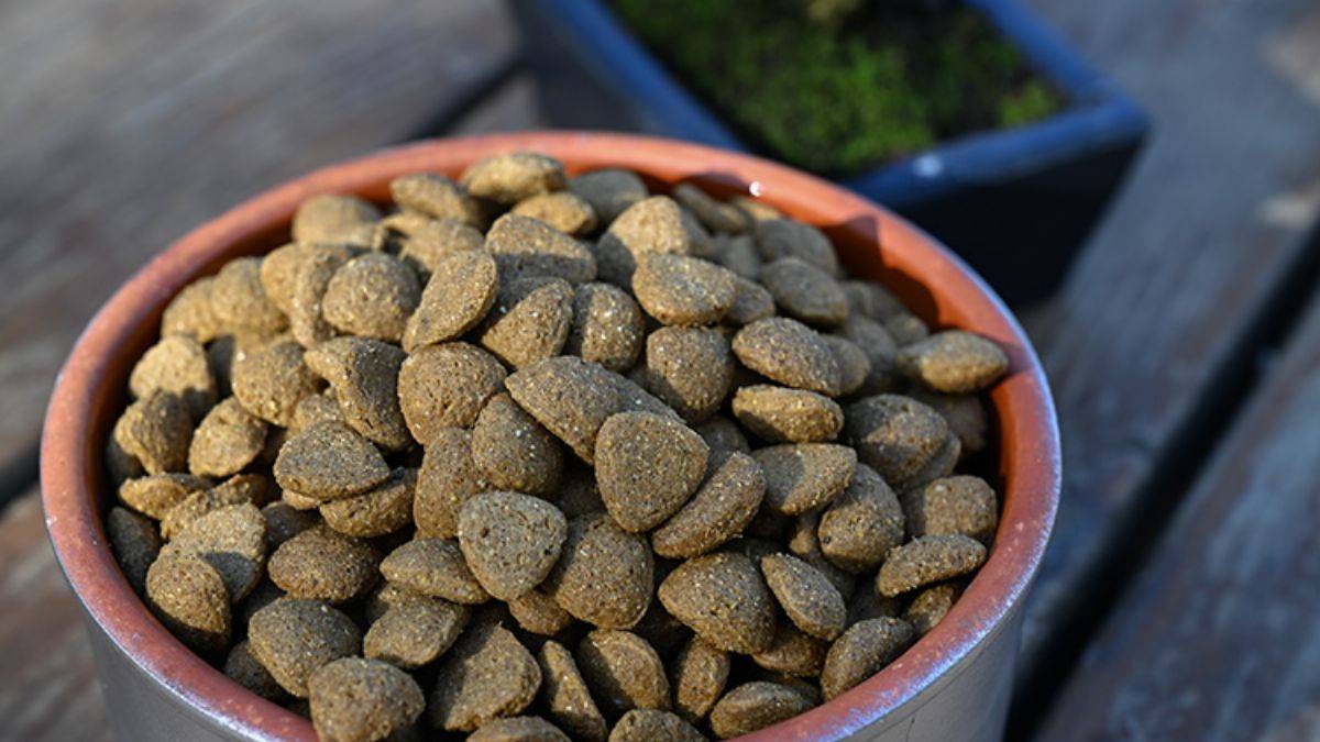 Türkiye'de kedi-köpek maması üretimi 27 kat arttı