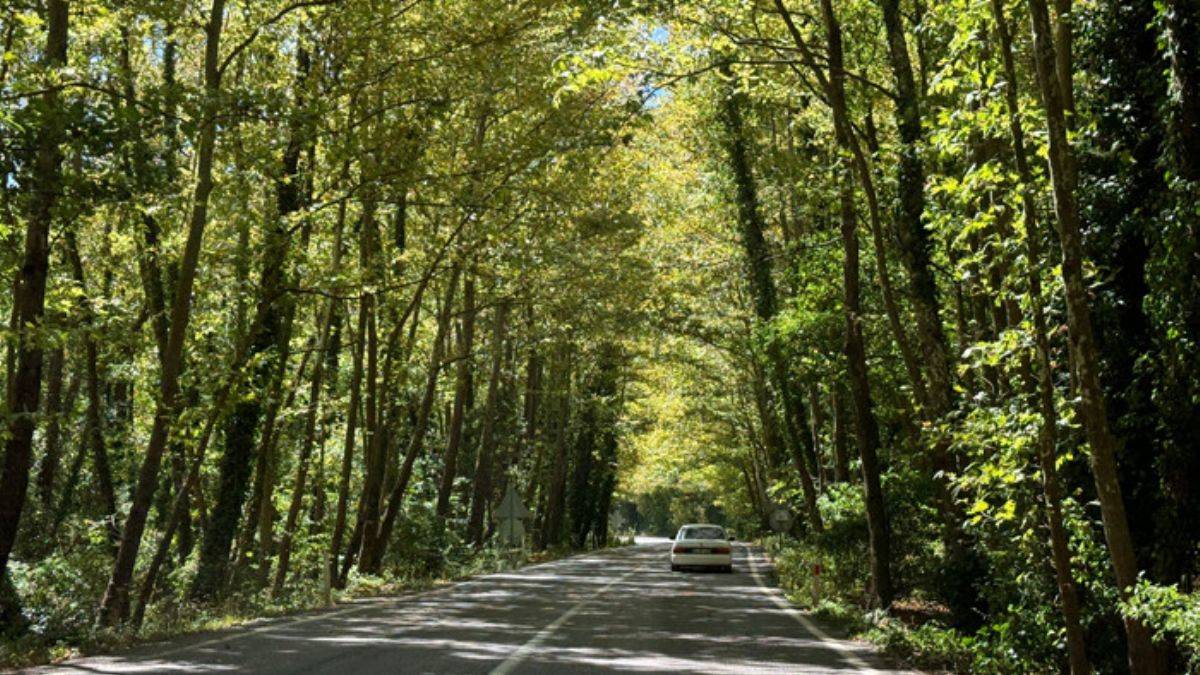 'Ağaç tünel yol'u görenler şaşırıyor