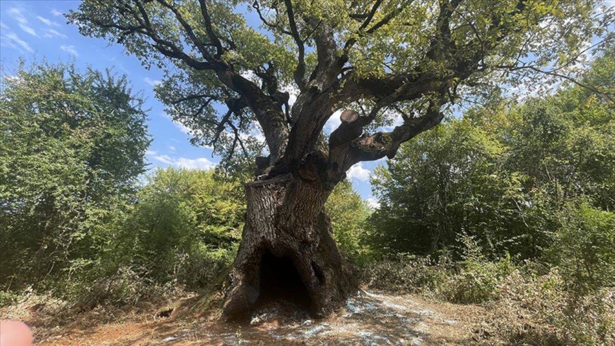 Türkiye'nin en yaşlı ağacı 1127 yaşında