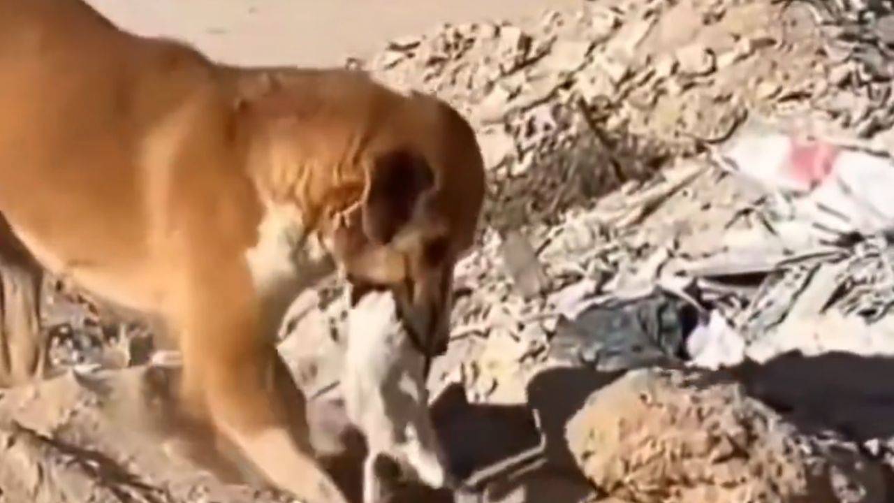 Ölü kediyi gömen köpek ve bomba çukurlarında kaybolan aileler