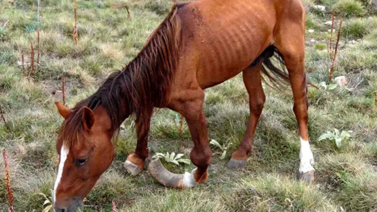 Toynakları 20 santim uzayan yılkı atı kurtarıldı