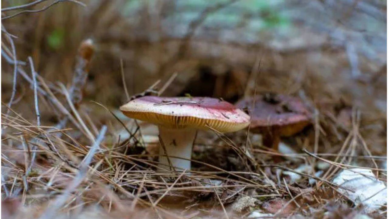 Sonbaharda mantar zehirlenmelerine dikkat! Kalıcı hasar riski