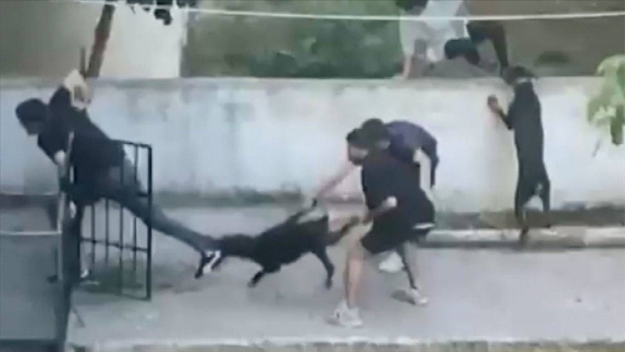 Başıboş köpek saldırısı! Çığlıklar içinde kurtarılmayı bekledi