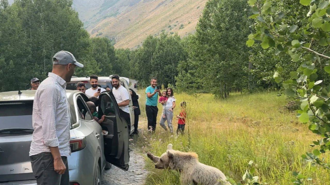 Bitlis’te akıl almaz anlar! Ayıyla selfie çekip cips verdiler!