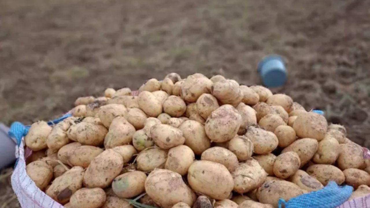 Bağırsakları çalıştıran ve C vitamini yükleyen mucize: patates!