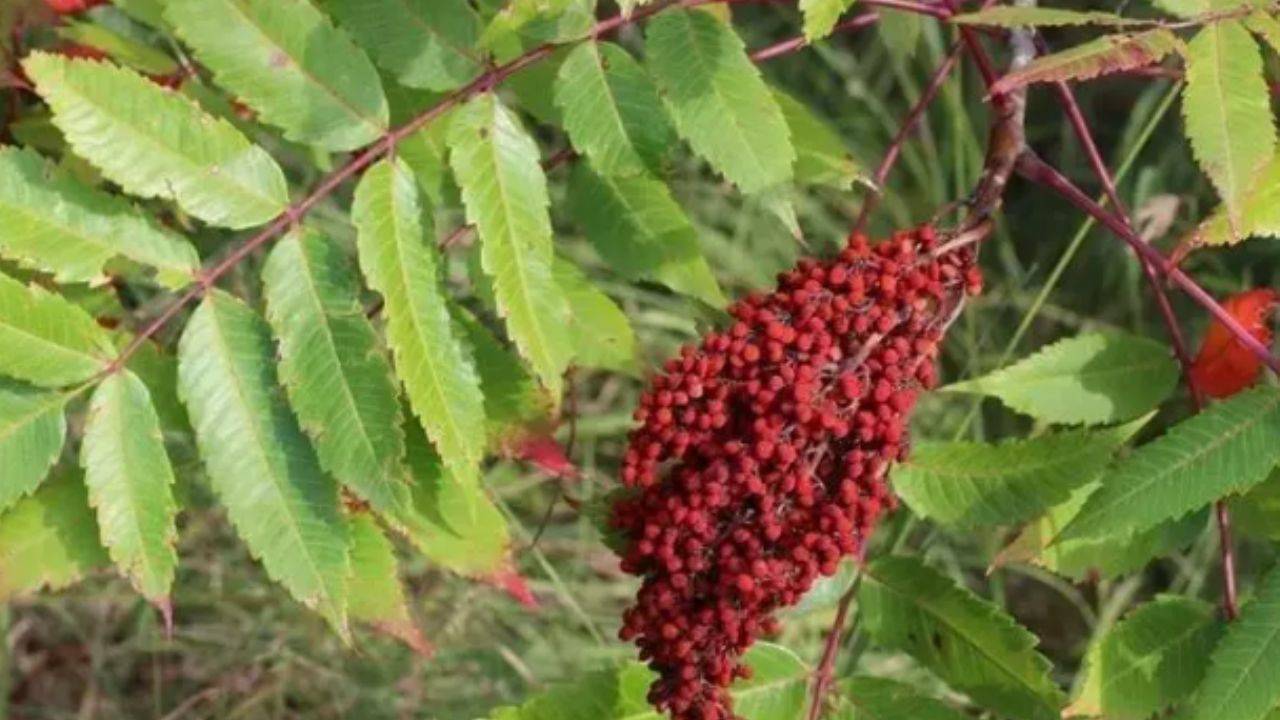 Canan Karatay uyardı: Bu mucize baharat karaciğeri temizliyor!