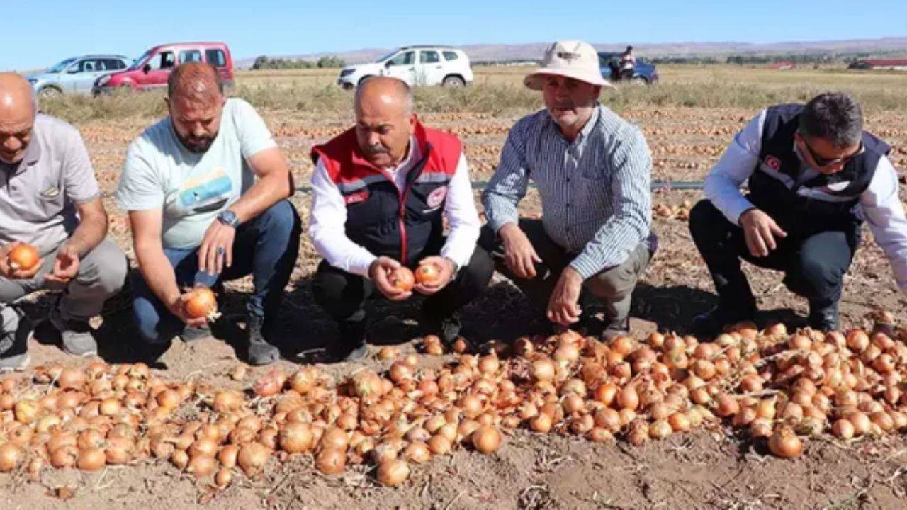 Sivas'ta soğan hasadı! Dubai'ye satış patladı!