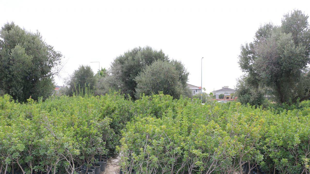 Çeşme'den sakız damlayacak