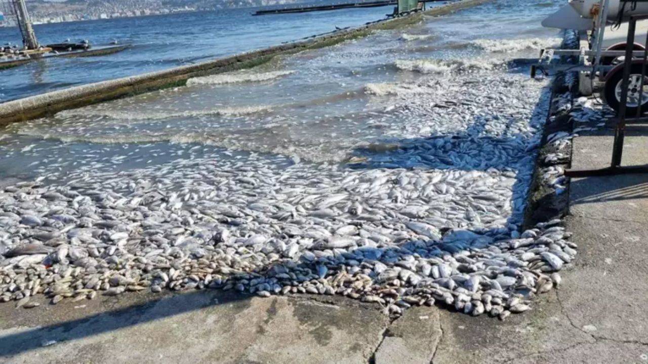 İzmir Körfezi Tehlikede! Kirlilik Sediment Yapısını Yok Ediyor