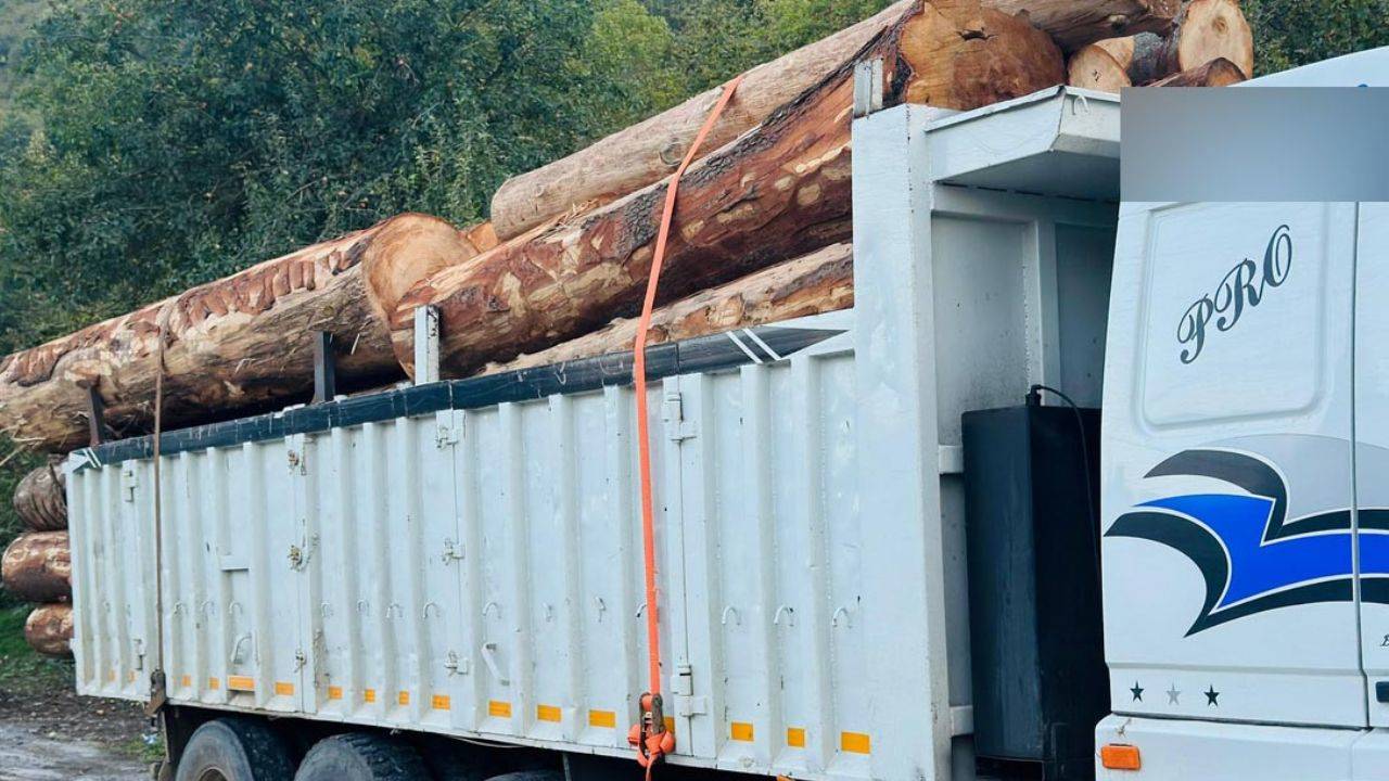 Bolu'da ormanda 1000 ağaç kaçak kesildi