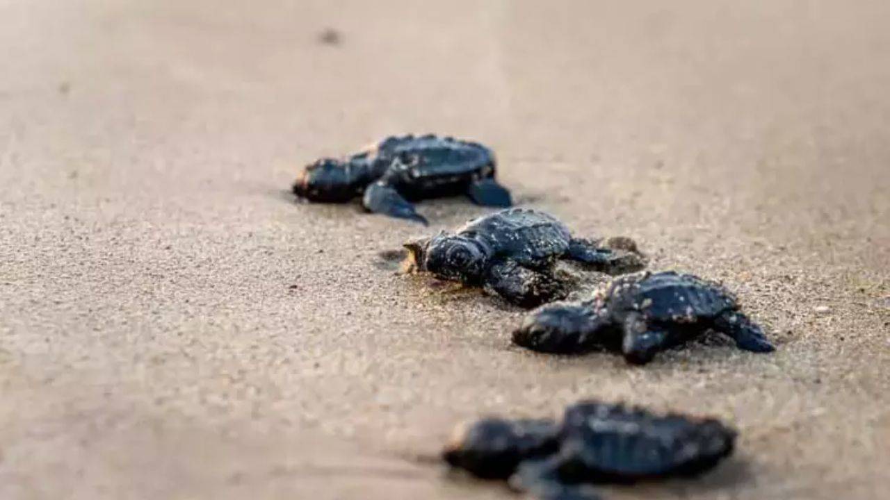 Caretta Carettalar Akdeniz’i aştı! Altın Libya, Gümüş Tunus kıyılarında