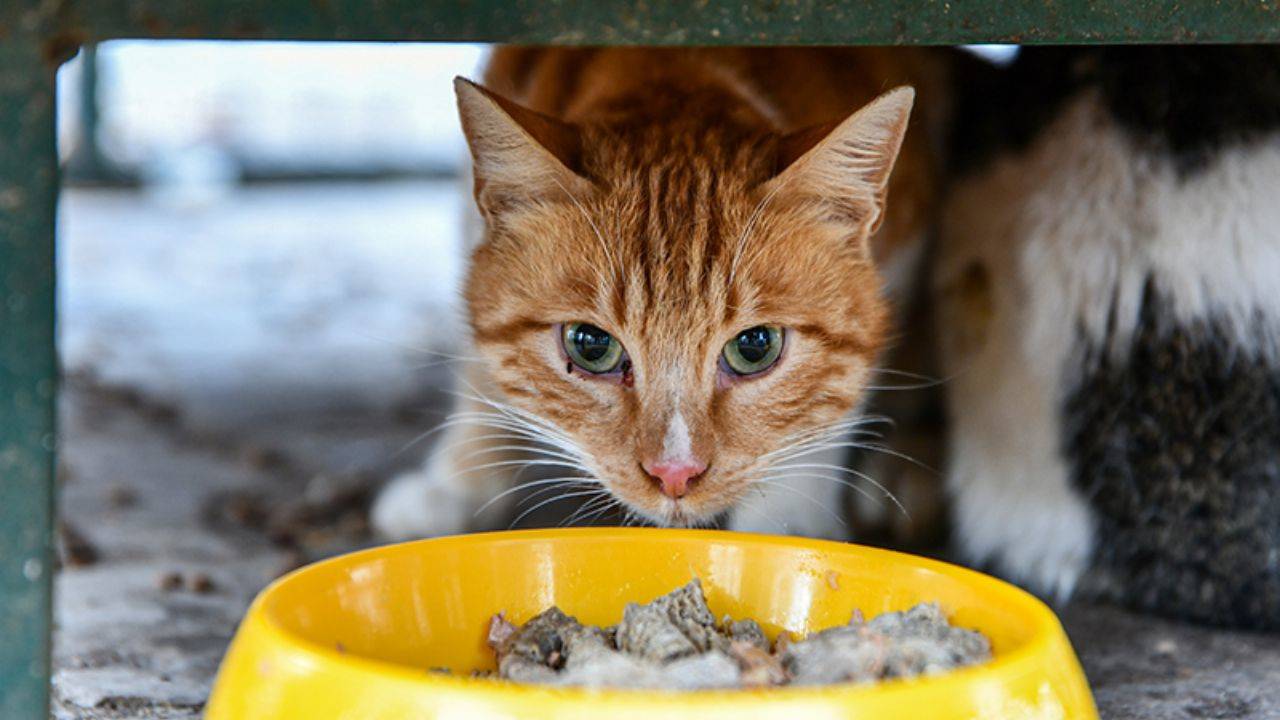 'Kedi bir biyolojik savaş aracıdır'