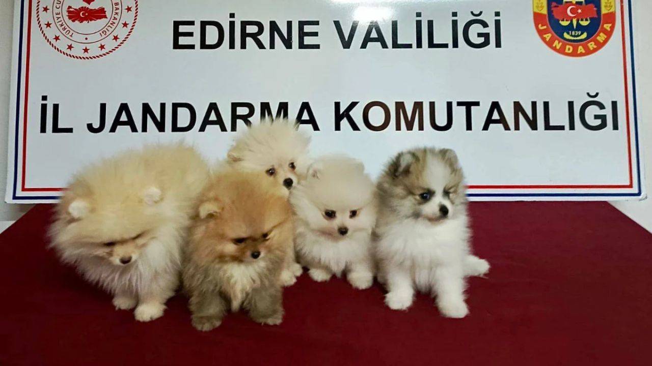 Edirne'de köpek kaçakçılığına ağır darbe