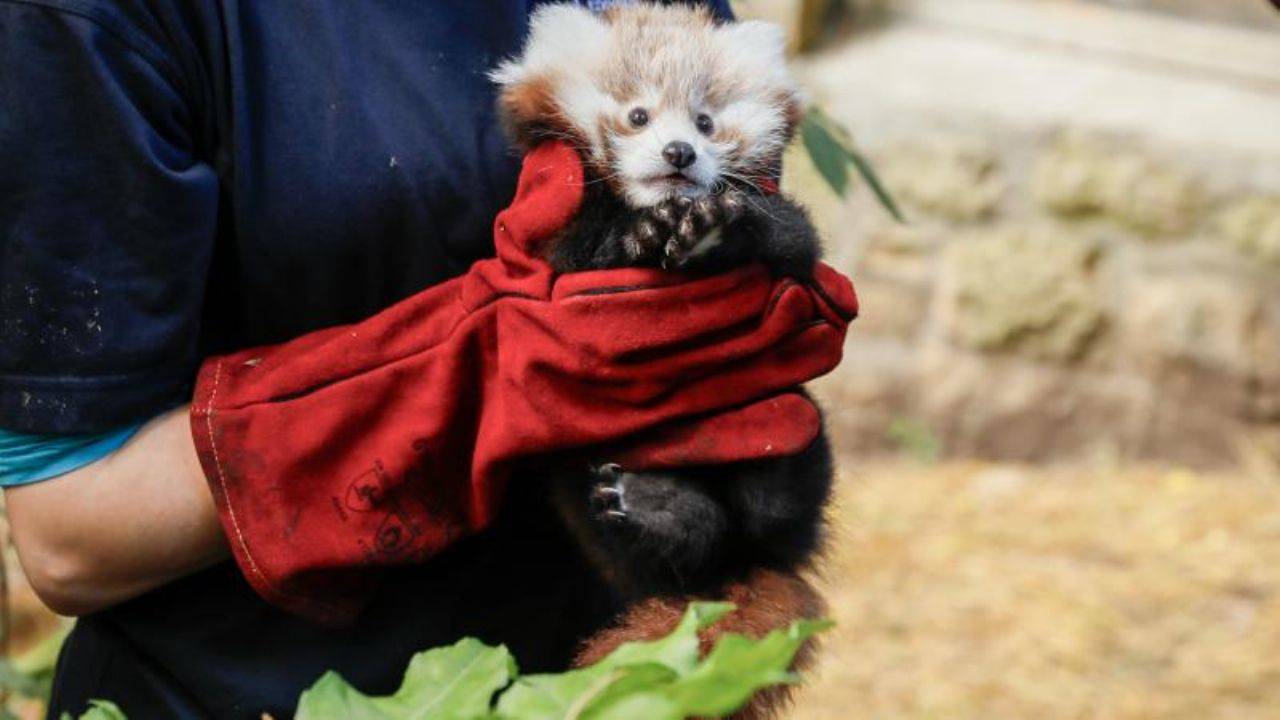 Korkudan ödü patlayan panda yavrusu öldü