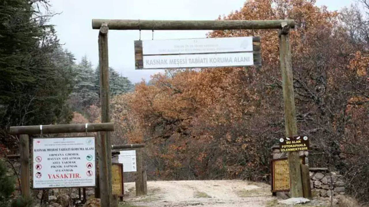 Isparta'nın Eğirdir ilçesindeki eşsiz Kasnak Meşesi Ormanı