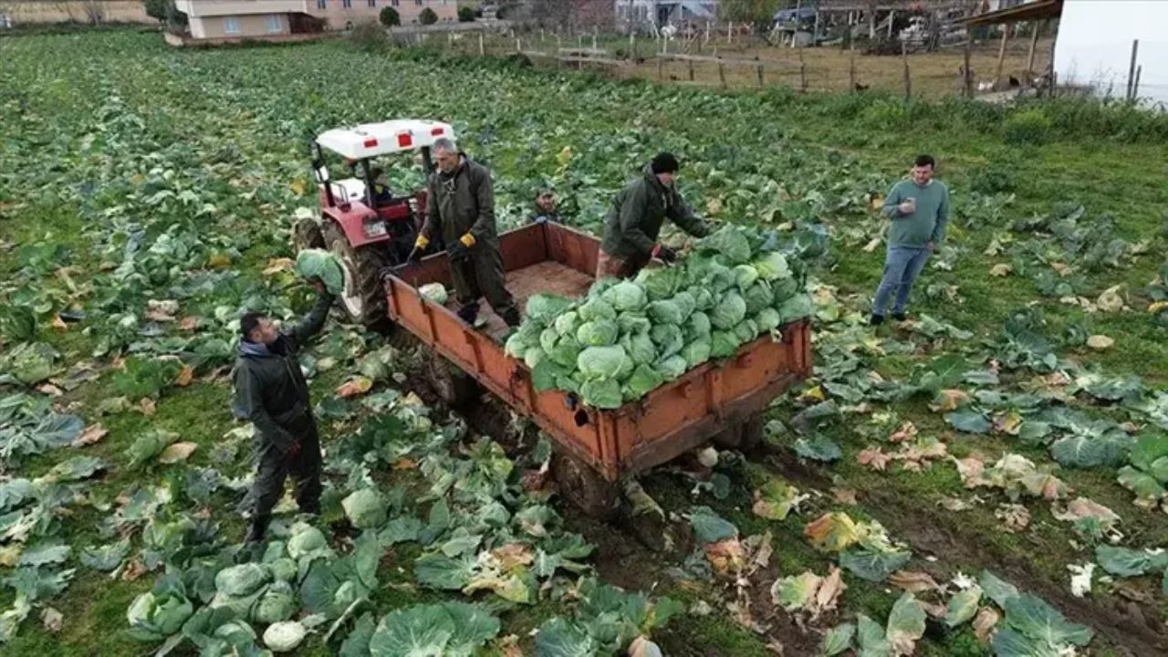 Rusya ve Ukrayna'ya gönderilen beyaz lahana: Türkiye'nin sağlık sırrı