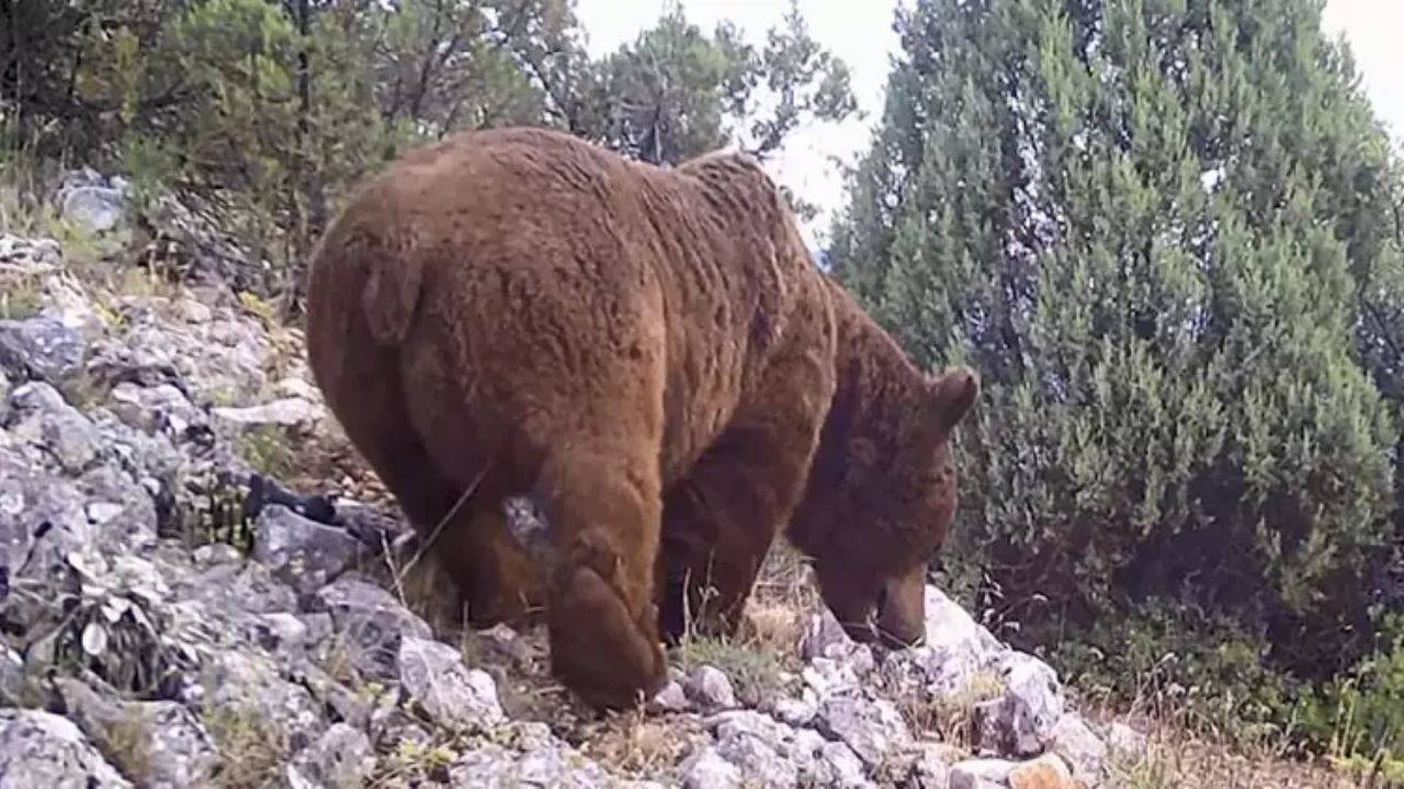 Bursa Keles'te yaban hayvanları fotokapanla görüntülend