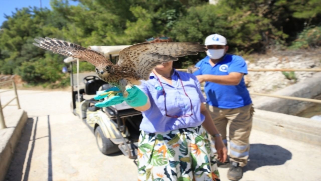 Yaralı kuşlar Antalya Doğal Yaşam Park'ında özgürlüğe kanat açıyor