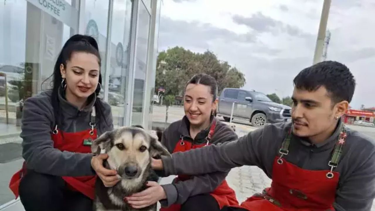 Sokak köpeklerinin yağmurlu havada girdiği kafe, yaşam alanları oldu