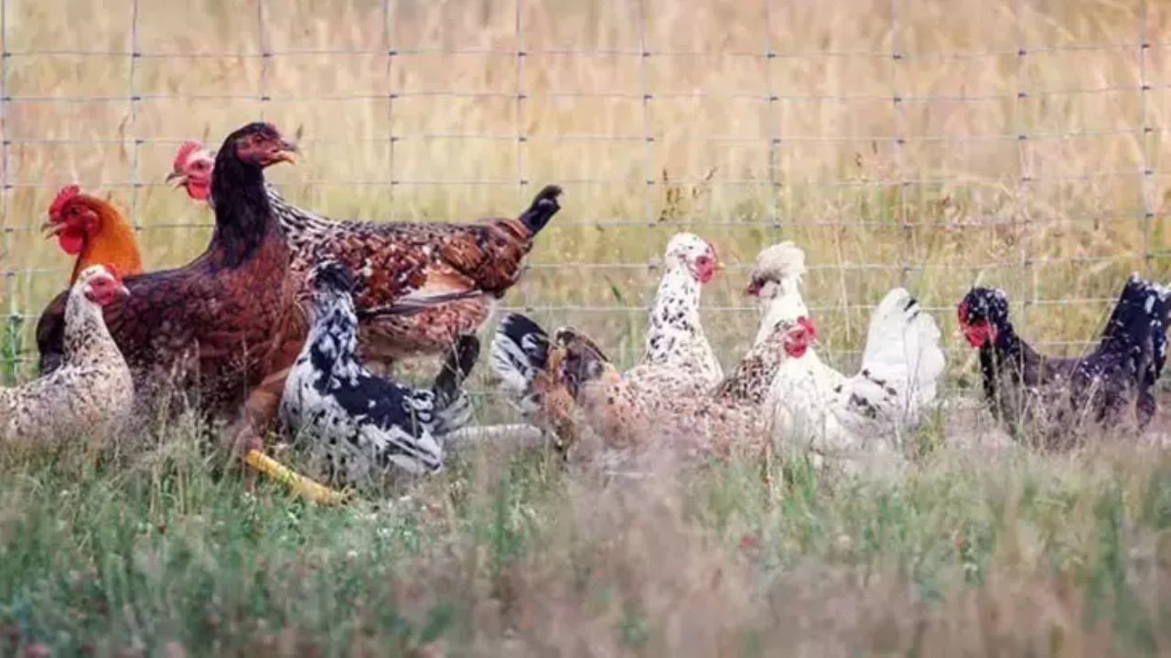 ABD'nin Louisiana eyaletinde, kuş gribi virüsü nedeniyle ilk insan ölümü yaşandı.