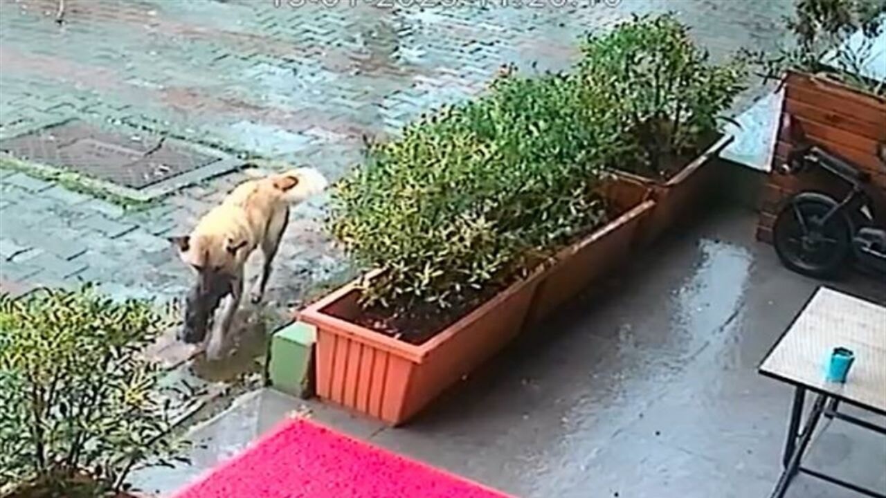 Sokak köpeği yavrusunu kaptığı gibi veterinere koştu!