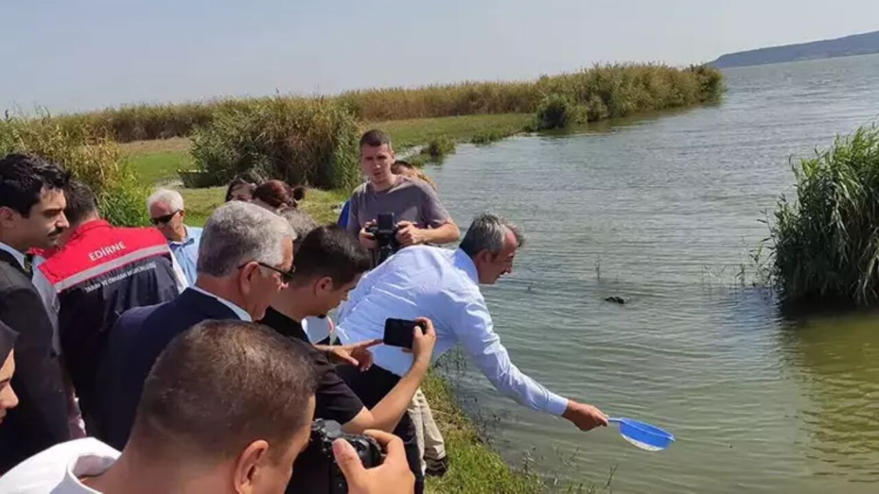 10 Milyon sazan yavrusu Edirne'de üretildi, Türkiye geneline dağıtıldı