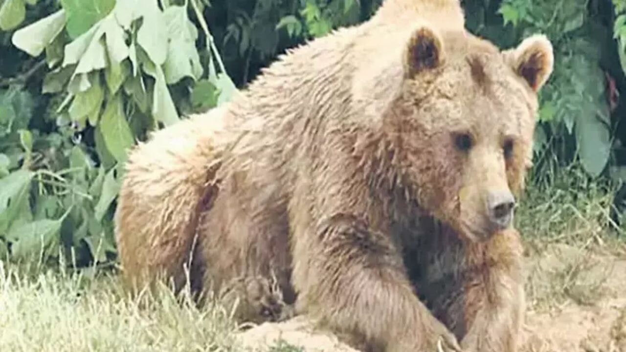 Bursa Karacabey'de mahalleli üç gündür uykusuz