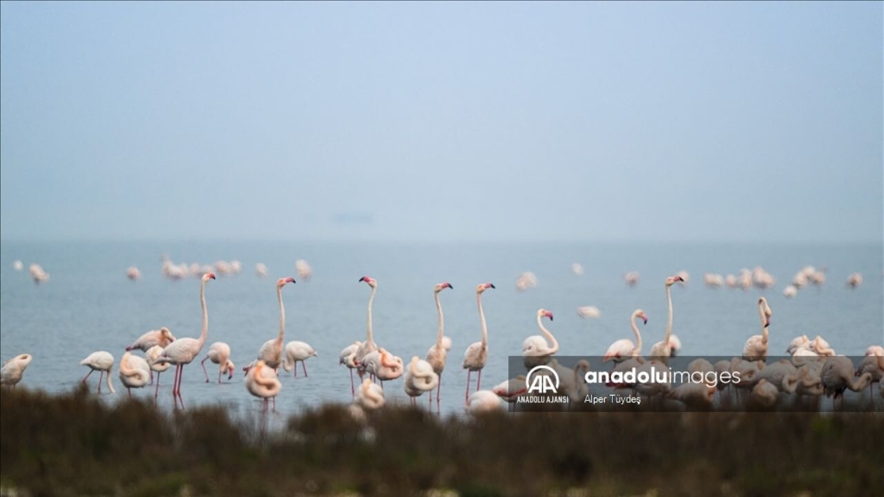 Gediz Deltası'nda büyüleyici manzara: Flamingolar İzmir'i renklendirdi