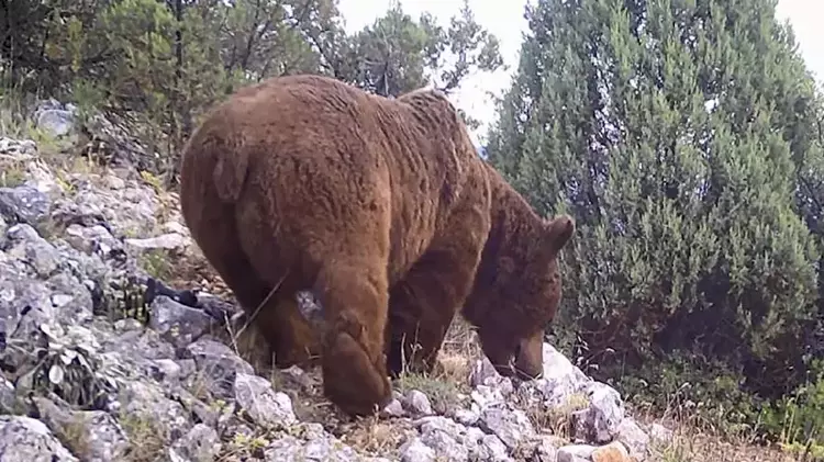 Bursa Keles'te Yaban Hayatı İzleme Projesi