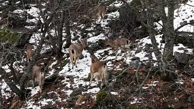 Munzur Vadisi Milli Parkı'nda Yaban Keçileri ve Avcı Tehditi