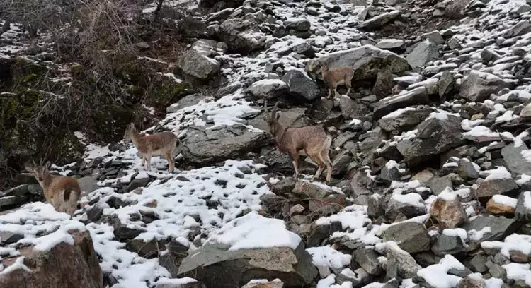 Munzur Vadisi Milli Parkı'nda Yaban Keçileri ve Avcı Tehditi