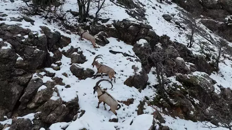 Munzur Vadisi Milli Parkı'nda Yaban Keçileri ve Avcı Tehditi