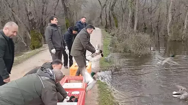 Bursa'nın Karacabey İlçesinde Yaban Hayvanlarının Özgürlüğe Kavuşması